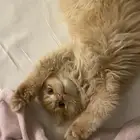 قط لتبني عمره 4شهور