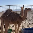 قعدان للبيع