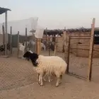 نعيمية ثنية تحتها خاروف