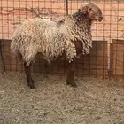 خروف هجين سكاني و نعيمي