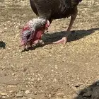 دجاج رومي للبيع