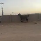 حصان البدل او البيع