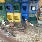 اسلام عليكم للبيع حمام أجواز منتجه و طبات
