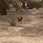 دجاجة 3 وديك1
