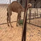 للبيع قعود اصفر