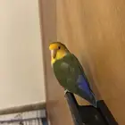 طير روز تم البيع