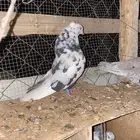 جوز قطيفي ثقه