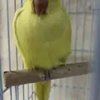ببغاء درة لاتينو