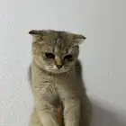 قطه سكوتش للبيع