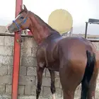 حصان كفو