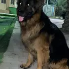 جيرمن لونق هير
