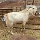 تيس فحل