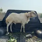 فحل سديس مشروط ضراب مد وجرم