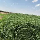 مزرعه للبيع القصيم الخريشاء
