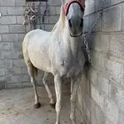 فرس مشروكه
