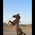 خيل شعبي