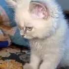 قطه