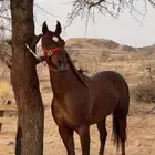 حصان للبيع