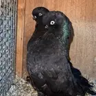 للبيع لونق فيس