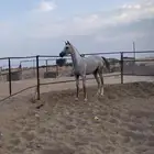 فرس لقاح سمح البيع