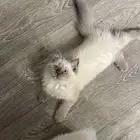 قطط