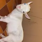 ماعز قزم ابيض للبيع مع اكله