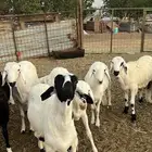 طليان سواكن للبيع