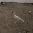ديك بكستاني