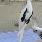 زوج كروان منتج ( نوادر )