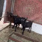 تيوس فحول مورسيانو للبيع