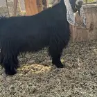 تيس عارضي صنف معرف