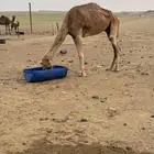 ناقه حايل مبيوع ولدها قبل اسبوع الموقع دوقه