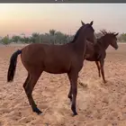 امهر للبيع جمله