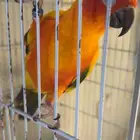 ذكر صن كنيور واناث كنيور اناناس وسينمون