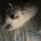 كيتن قط هيملايا للتبني