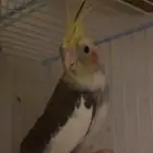 ذكر كروان