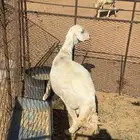 نعجه حريه حايل للبيع