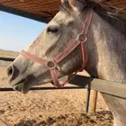 فرس شعبيه