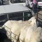 تيس مخصي هولندي وطلي جبر وثلاث رخال للبيع ع السوم