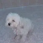 كلب شوارع أليف مع الأطفال ذكر