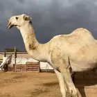 بعير