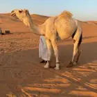 للبيع قعود كفو باتلي