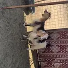 تيوس للبيع