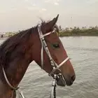 خيل