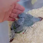 فروخ متنوعه ( كنيورات   لوري   صن كنيور)