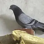 حمام ذكر للبيع