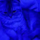 قطه سكوتش للبيع مع أغراضها