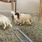 رخل نعيمه طيبه مغلقه شحم العمر بين 5 شهور 6 شهور