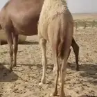 (للبيع قعود فاخر العمر ثمان شهور على حليب امه )