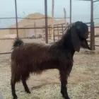 ثنين تيوس